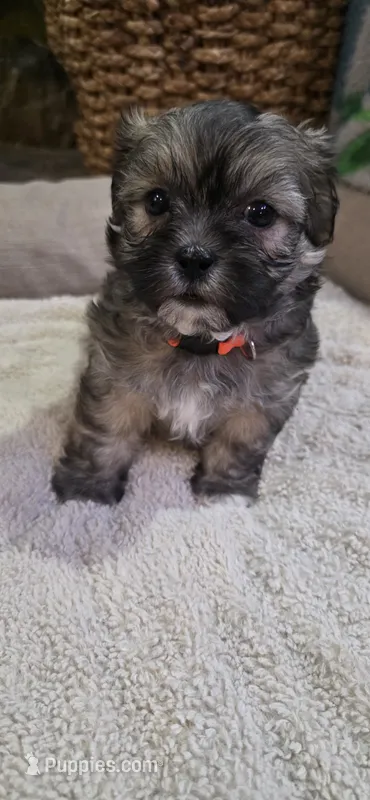 Shichon  TEDDY Bear-Girl – Shichon puppy for sale in Chesapeake, VA