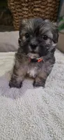 Shichon  TEDDY Bear-Girl, a female Shichon for sale in Chesapeake, VA – 1 of 10
