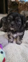 Shichon - Boy, a male Shichon for sale in Chesapeake, VA – 5 of 10