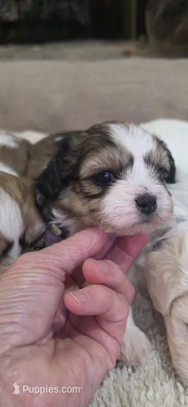 Shichon yellow girl – Shichon puppy for sale in Chesapeake, VA