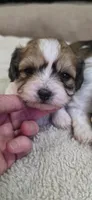 Shichon pink girl, a female Shichon for sale in Chesapeake, VA – 6 of 9