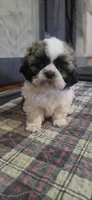 Boy Blue, a male Shichon for sale in Chesapeake, VA – 10 of 10