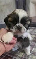 Pink Girl, a female Shichon for sale in Chesapeake, VA – 6 of 10