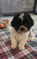 Red  Girl, a male Shichon for sale in Chesapeake, VA – 8 of 10