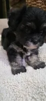 Shichon Girl, a female Shichon for sale in Chesapeake, VA – 6 of 8