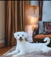 Shichons due!, a  Shichon for sale in Chesapeake, VA – 2 of 3