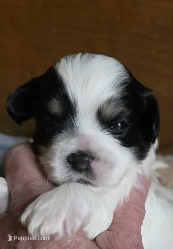 Rudolph- Xmas – Shichon puppy for sale in Chesapeake, VA