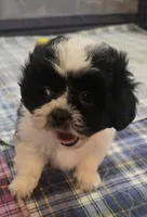 Brown Boy, a male Shichon for sale in Chesapeake, VA – 4 of 10