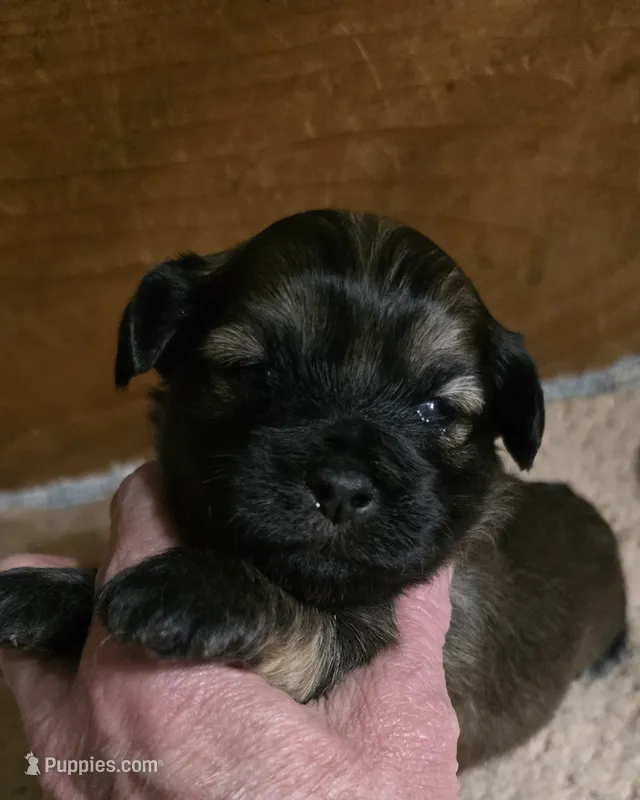 Xmas Cupid (brings love & warmth) – Shichon puppy for sale in Chesapeake, VA