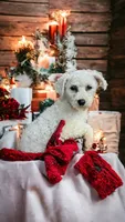 Shichon  TEDDY Bears due, a  Shichon for sale in Chesapeake, VA – 2 of 7
