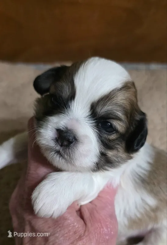 Xmas Comet (brings strength & light)  – Shichon puppy for sale in Chesapeake, VA