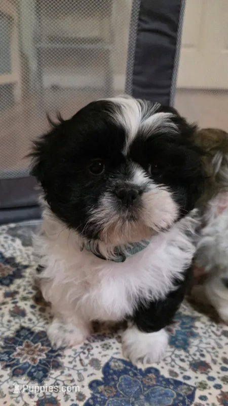 Girl Teal – Shichon puppy for sale in Chesapeake, VA