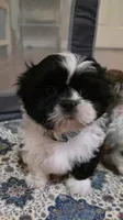 Girl Teal, a female Shichon for sale in Chesapeake, VA – 1 of 10