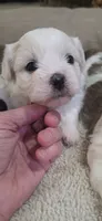 Shichon purple girl, a female Shichon for sale in Chesapeake, VA – 8 of 8