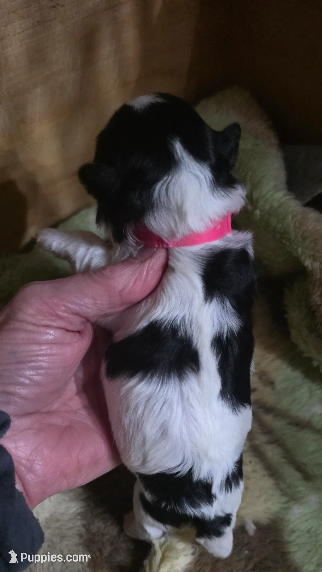 Shichon Teddy Bear - Stella, a female Shichon for sale in Chesapeake, VA – Photo 3 of 6