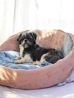Shichon Teddy Bear - Stella, a female Shichon for sale in Chesapeake, VA – Photo 4 of 6