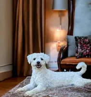 Shichon Teddy Bear - Stella, a female Shichon for sale in Chesapeake, VA – Photo 5 of 6