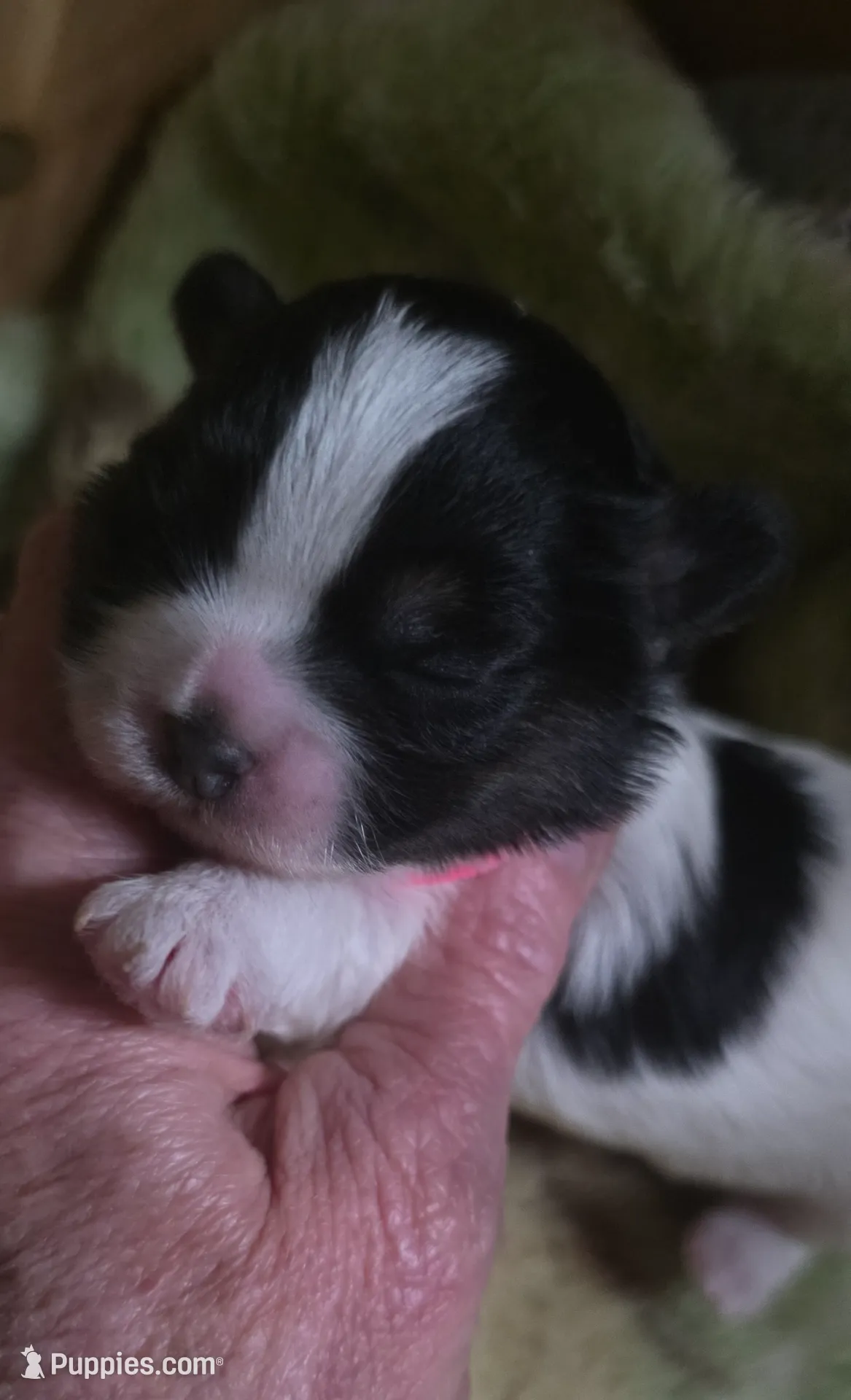Shichon Teddy Bear - Stella