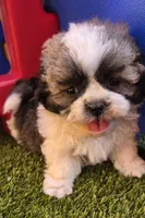 Boy Blue, a male Shichon for sale in Chesapeake, VA – 3 of 10