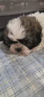 Boy Blue, a male Shichon for sale in Chesapeake, VA – 8 of 10