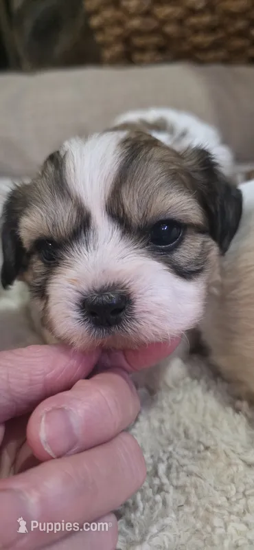 Shichon lime boy – Shichon puppy for sale in Chesapeake, VA
