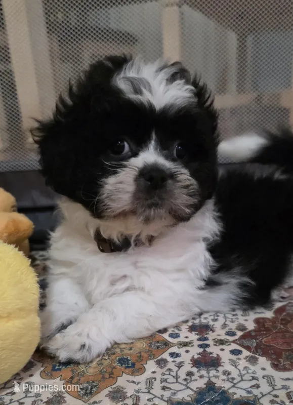 Brown Boy – Shichon puppy for sale in Chesapeake, VA