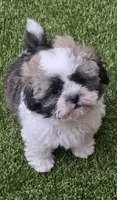 Bobby Bleu, a male Shichon for sale in Chesapeake, VA – 1 of 10