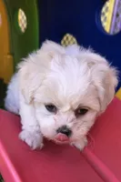 Penelope Purple, a female Shichon for sale in Chesapeake, VA – 7 of 10