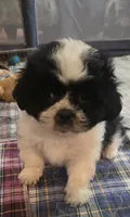 Brown Boy, a male Shichon for sale in Chesapeake, VA – 9 of 10
