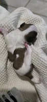 Xmas Comet (brings strength & light) , a male Shichon for sale in Chesapeake, VA – 2 of 10