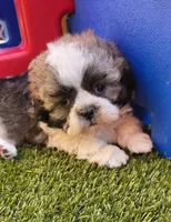 Boy Blue, a male Shichon for sale in Chesapeake, VA – 5 of 10