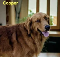 AKC Golden ULA, a female Golden Retriever for sale in Chesapeake, VA – Photo 7 of 9