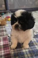 Brown Boy, a male Shichon for sale in Chesapeake, VA – 3 of 10