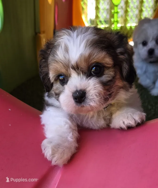 Shichon yellow girl – Shichon puppy for sale in Chesapeake, VA