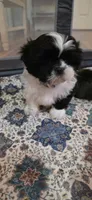 Girl Teal, a female Shichon for sale in Chesapeake, VA – 10 of 10