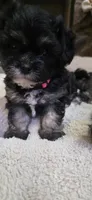 Shichon Girl, a female Shichon for sale in Chesapeake, VA – 3 of 8