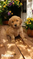 AKC Golden PEBBLES, a female Golden Retriever for sale in Chesapeake, VA – Photo 1 of 10