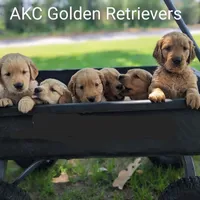 AKC Golden DUE, a  Golden Retriever for sale in Chesapeake, VA – Photo 6 of 7