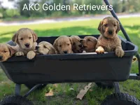 AKC Golden DUE, a  Golden Retriever for sale in Chesapeake, VA – Photo 6 of 7