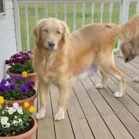 AKC Golden DUE, a  Golden Retriever for sale in Chesapeake, VA – Photo 2 of 7