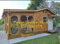 AKC Golden DUE, a  Golden Retriever for sale in Chesapeake, VA – Photo 3 of 7