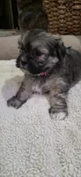 Shichon  TEDDY Bear-Girl, a female Shichon for sale in Chesapeake, VA – 7 of 10
