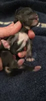 Shichon - Boy, a male Shichon for sale in Chesapeake, VA – 8 of 10