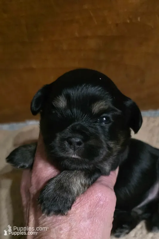 Xmas Dancer (graceful & lively) – Shichon puppy for sale in Chesapeake, VA