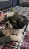 Pink Girl, a female Shichon for sale in Chesapeake, VA – 5 of 10