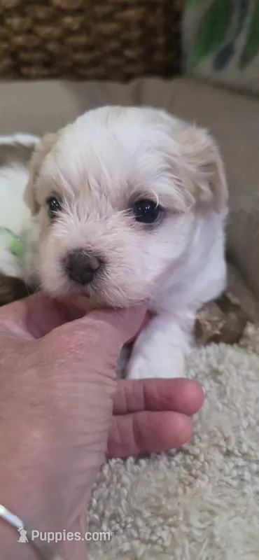 Shichon blue boy – Shichon puppy for sale in Chesapeake, VA