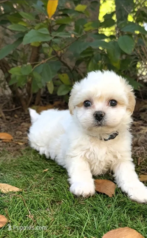 Shichon blue boy – Shichon puppy for sale in Chesapeake, VA