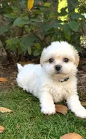 Blue Ben, a male Shichon for sale in Chesapeake, VA – 2 of 8
