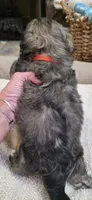 Shichon  TEDDY Bear-Girl, a female Shichon for sale in Chesapeake, VA – 3 of 10