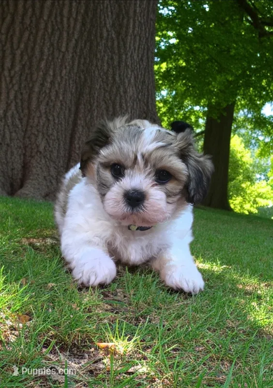 Shichon lime boy – Shichon puppy for sale in Chesapeake, VA